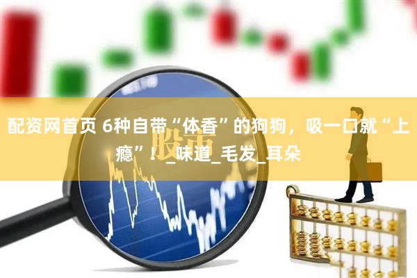 配资网首页 6种自带“体香”的狗狗，吸一口就“上瘾”！_味道_毛发_耳朵
